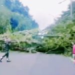 Pohon Tumbang Lukai Pengendara Motor