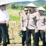 Mentan dan Kapolri Panen Jagung di Bolli Ponre Bone