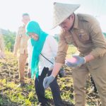 Bantaeng Tanam Benih Jagung Jago Unhas
