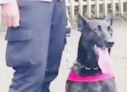 Anjing Asal Belanda Lacak Korban di Tebing Bulusaraung