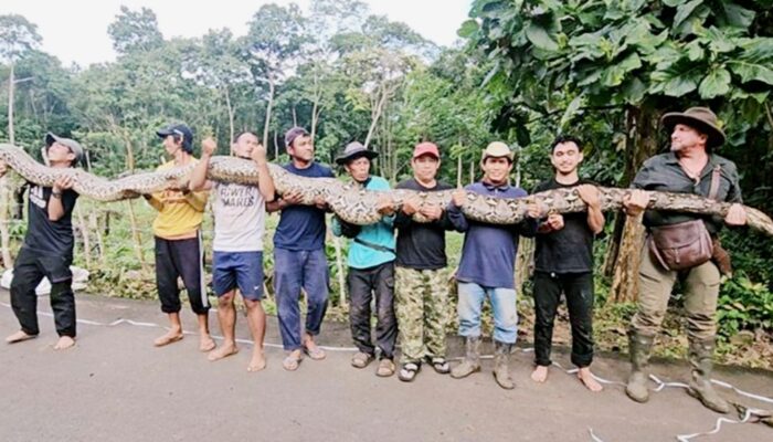 GWR Sematkan Ular Piton Maros Terpanjang di Dunia