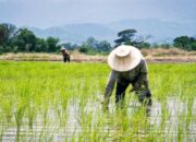 Petani Galesong Selatan Takalar Menjerit !!