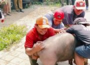 Pemkot ‘Bongkar’ Peternakan Babi Panaikang